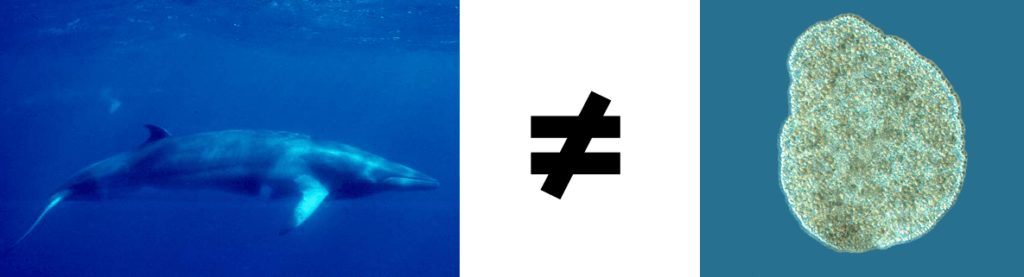 A whale and a placozoa.